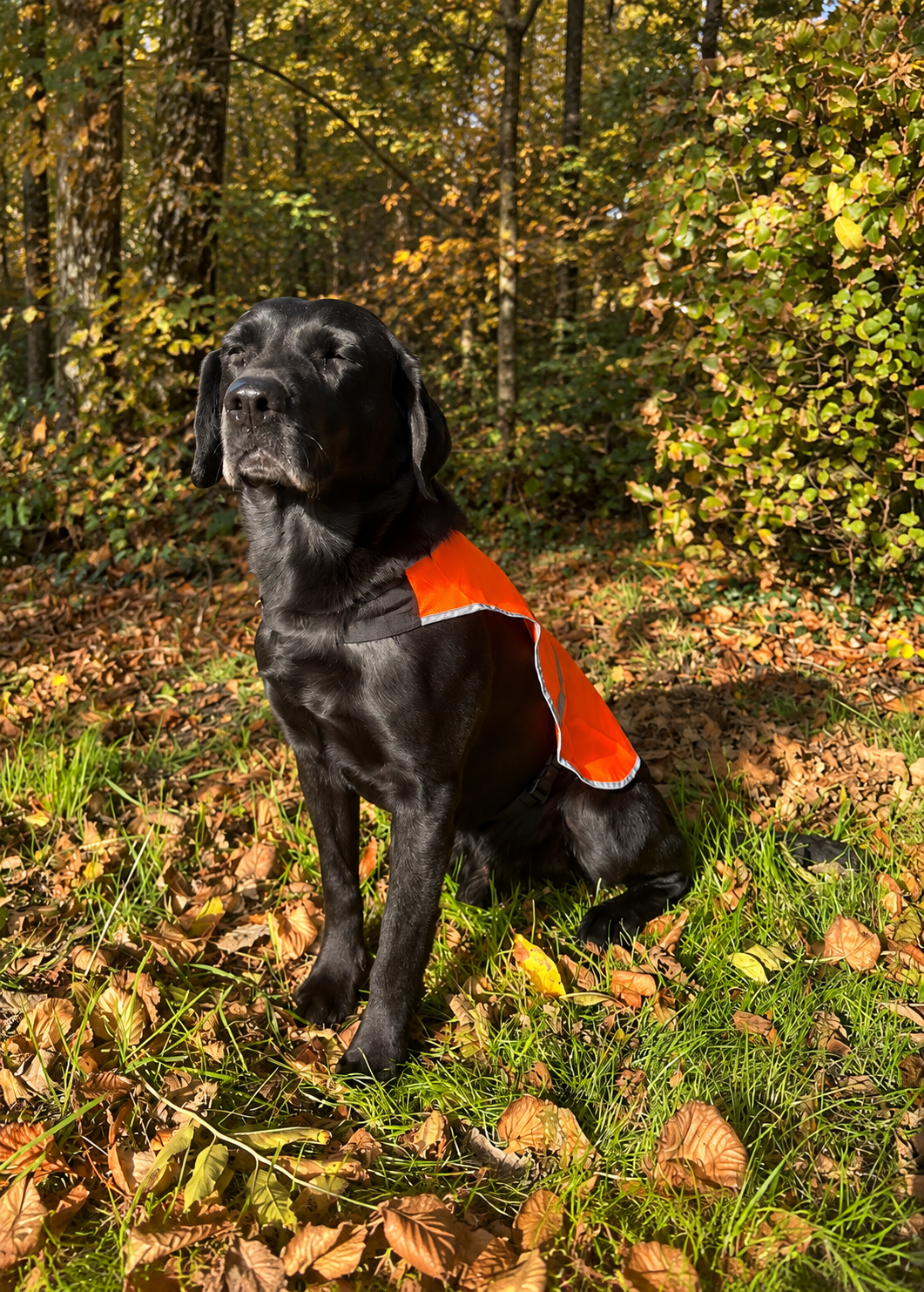 Hunde sikkerhedsvest