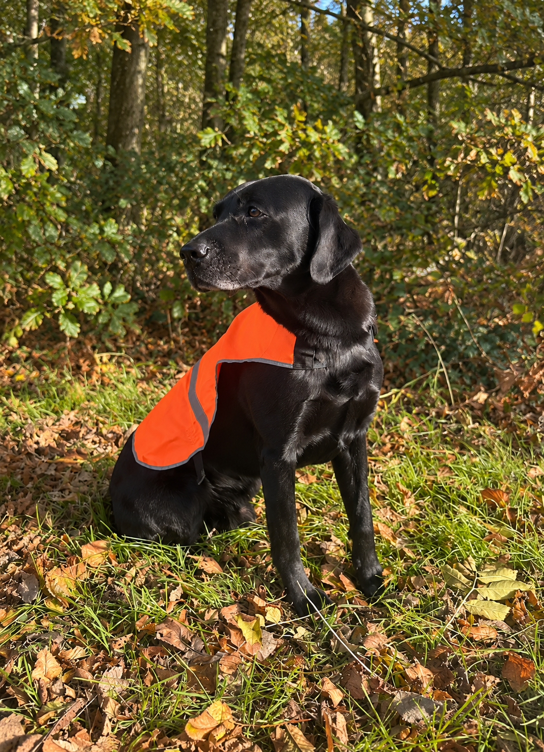 Hunde sikkerhedsvest